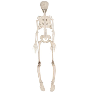 Bulk Plastic Skeleton (1 Pkgs Per Case) by Beistle